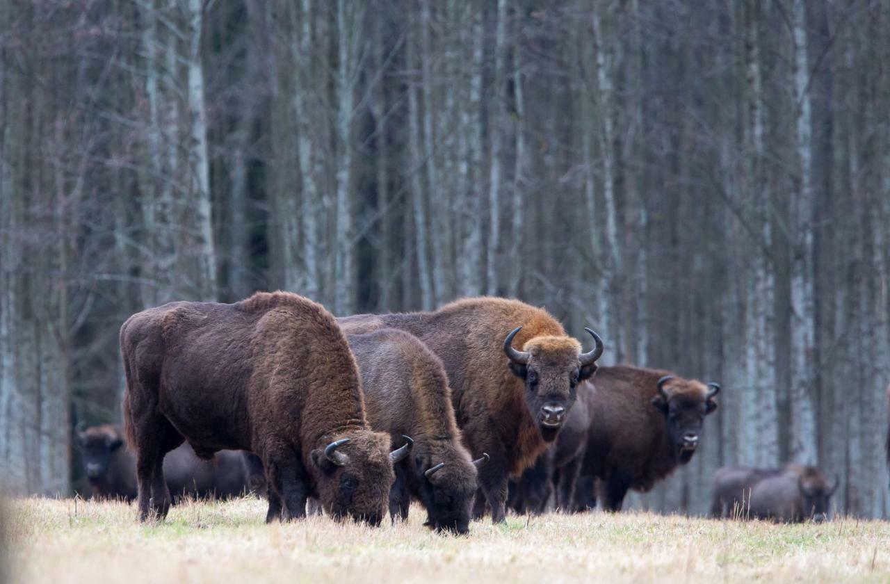 Bialowieski Raj Białowieża Exterior foto