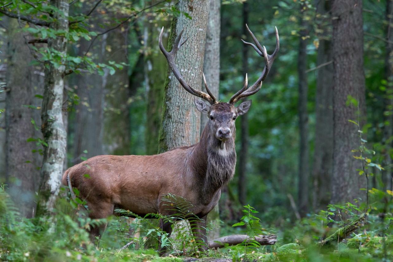 Bialowieski Raj Białowieża Exterior foto